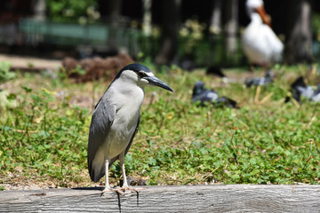 Black Crowned Night Heron perched