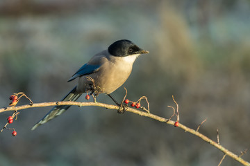  Iberian Magpie, Cyanopica cooki