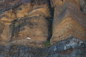 Mountain Goat Walks  on Narrow Cliff