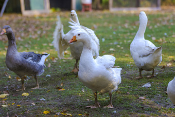 Gaense im Freigehege