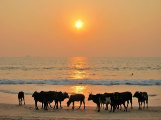 Fototapeta na wymiar Kühe am Strand bei Sonnenuntergang