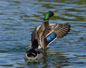 Male Mallard display.