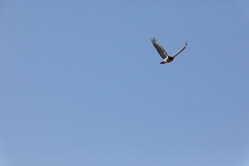 Hawk