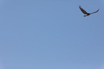 Hawks