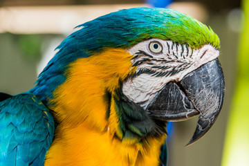 Parrot I