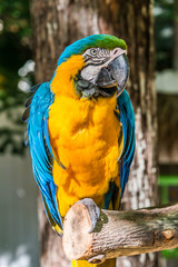Parrot III