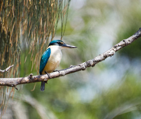 Little Kingfisher