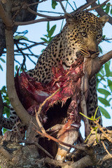 Leopard Trees a Kill