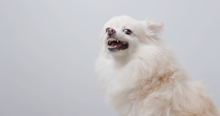 White pomeranian dog get angry