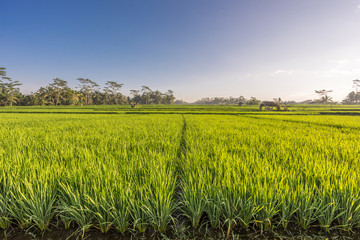 Green rice paddy field near Ubud, Bali, Indonesia