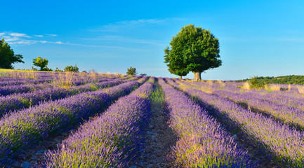 Fototapeta na wymiar Lavender field in the morning