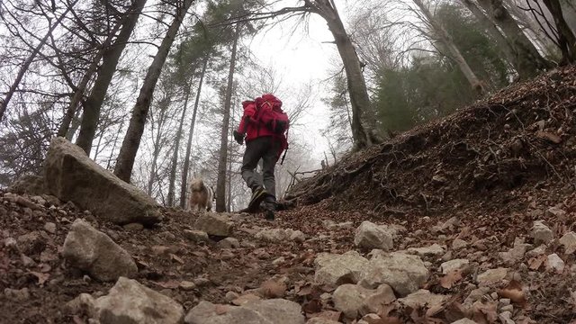 Trekking con il cane nel bosco di montagna