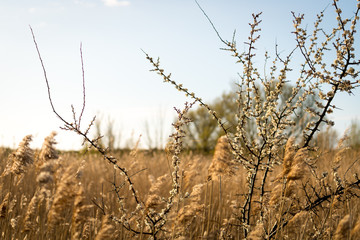Blossoming Grass and Flowers in a Field at Golden Hour Sunset