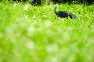 Peacock look for food on the ground