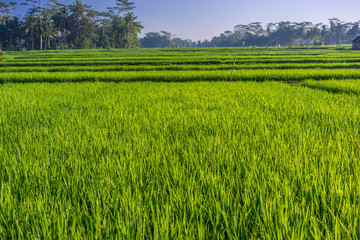 Green rice paddy field near Ubud, Bali, Indonesia