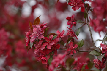 Chinese flowering crab-apple blooming