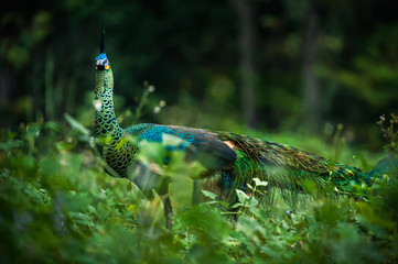 Naklejka premium Peacock look for food on the ground