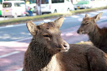 Fototapeta premium Deer laying down on the floor beside a road in Nara, Japan. The park is home to hundreds of freely roaming deer.