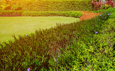 Fototapeta premium Landscape is the sun in the morning, the front yard with the garden design.