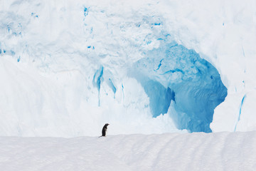 beautiful white icy hill with penguin in antarctic