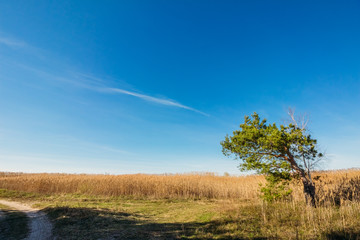 Fototapeta na wymiar Pine in the field on a blue sky