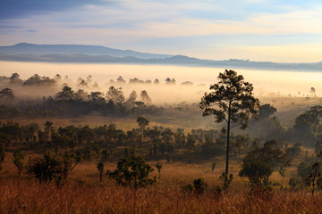 Landscape fog in morning sunrise at Thung Salang Luang National Park Phetchabun,Tung slang luang is Grassland savannah in Thailand