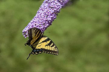 Butterfly resting on a flowering plant