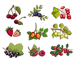 Collection Of Berries