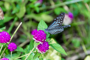Butterfly, Blue Tiger (Tirumala limniace) Kerala India