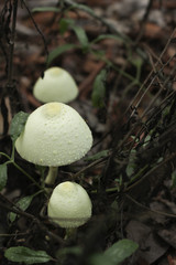 Fairy Mushroom Trail