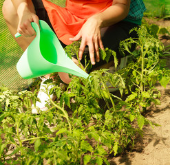 Woman watering green tomato plants in greenhouse