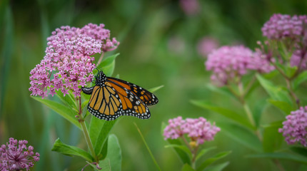 Obraz premium Monarch butterfly on a flower