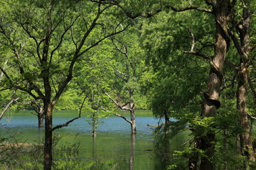 初夏の荒沢湖　Arasawa Lake in early summer / Tsuruoka, Yamagata, Japan	