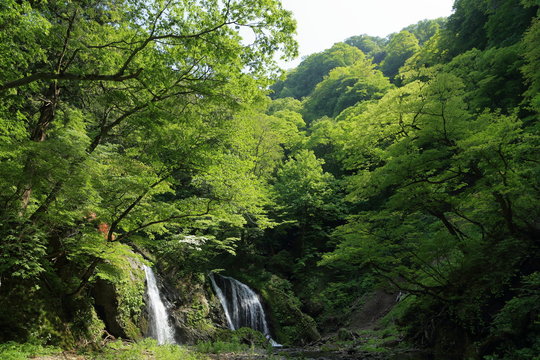 新緑の十二滝　Junitaki(Twelve Falls) in early summer / Sakata, yamagata, Japan