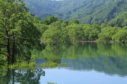初夏の荒沢湖　Arasawa Lake in early summer / Tsuruoka, Yamagata, Japan	