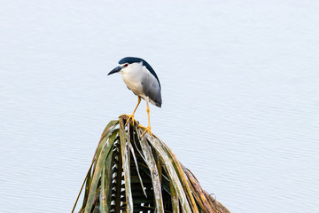 Obraz premium Water gulls bird from Backwater in Kerala
