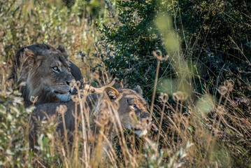 Mating pair of lions