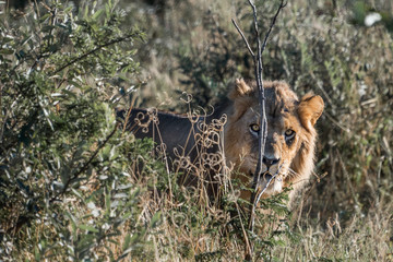 Male Lion in the bush