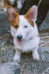 Dog portrait of Corgi pup