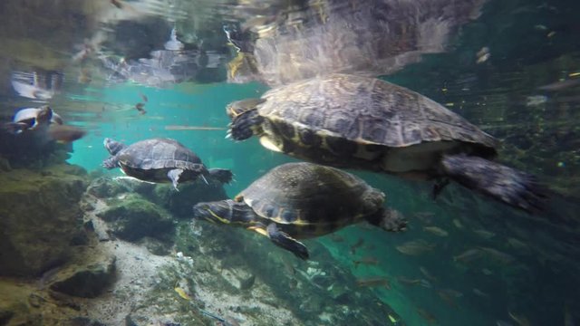 Turtles swimming in a freshwater cenote in Mexico