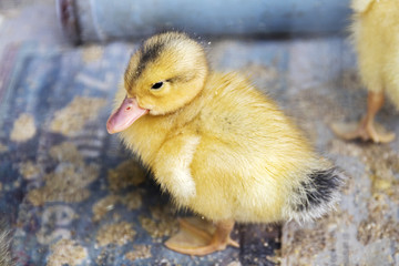 Chili, montagne, pacifique ocean, sky view, santiago, vignes, oiseuax et fleurs