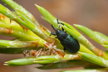Weevil, Magdalis frontalis on pine needles