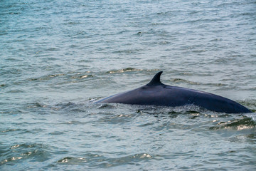 Big Bryde's Whale, Eden's whales living in the gulf of Thailand..