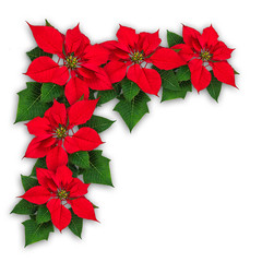 Poinsettia flowers christmas decoration