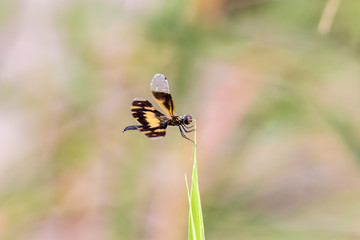 Golden Rhyothemis variegata dragonfly, Kerala, India
