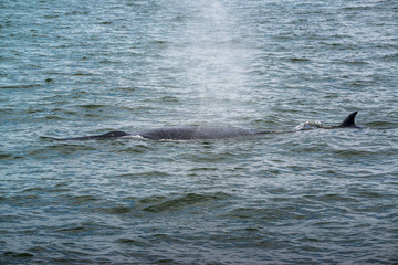 Big Bryde's Whale, Eden's whales living in the gulf of Thailand.