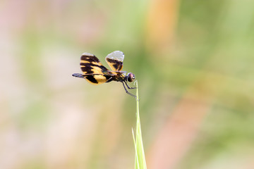 Golden Rhyothemis variegata dragonfly, Kerala, India