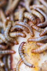 Larvae of insects