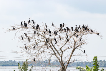 Indian Cormorant in Kerala backwater