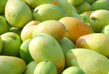 fresh mango in pile in the harvest season